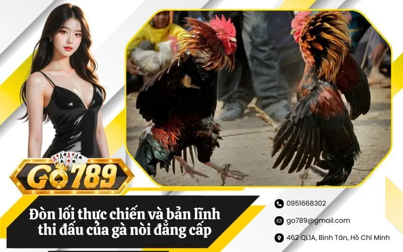 Đòn lối thực chiến và bản lĩnh thi đấu của gà nòi đẳng cấp