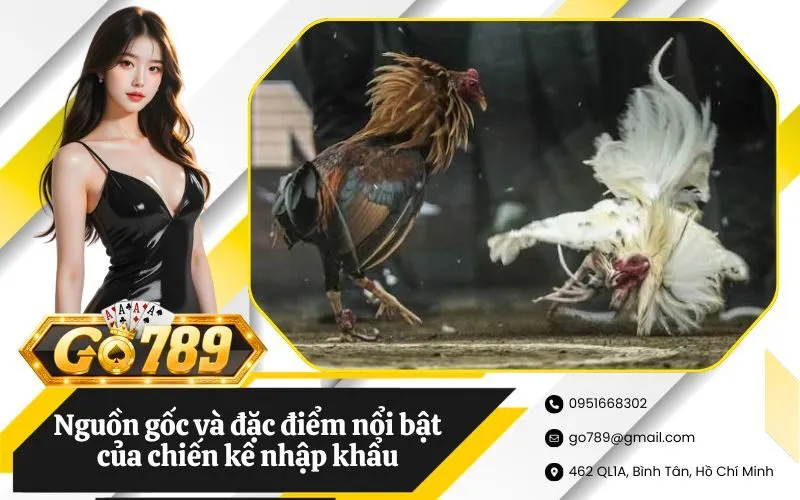 Nguồn gốc và đặc điểm nổi bật của chiến kê nhập khẩu