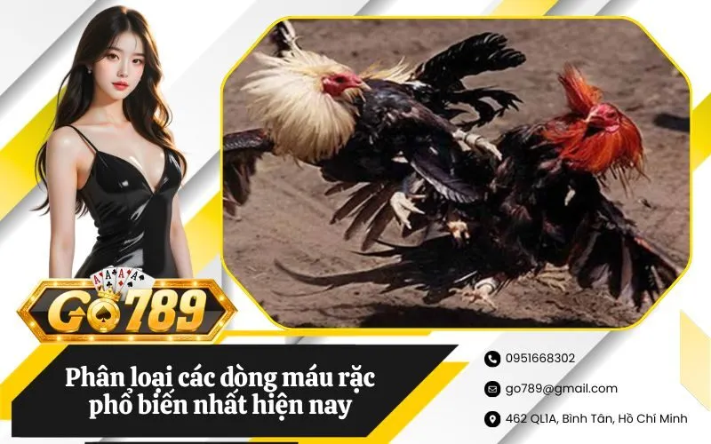 Phân loại các dòng máu rặc phổ biến nhất hiện nay