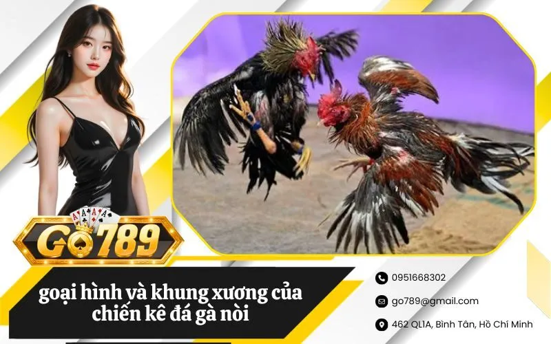 Phân tích chi tiết ngoại hình và khung xương của chiến kê đá gà nòi