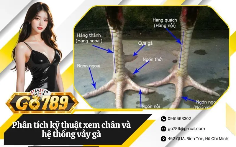 Phân tích kỹ thuật xem chân và hệ thống vảy gà