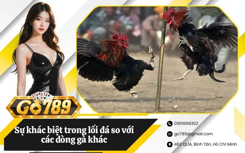 Sự khác biệt trong lối đá so với các dòng gà khác